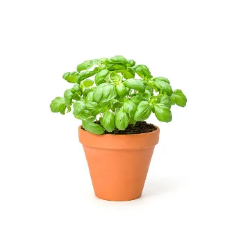 Green Herbal plant